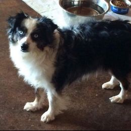 Easy - Toy Australian Shepherd