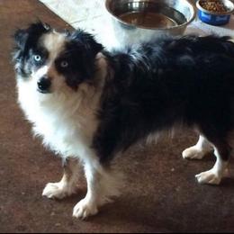Easy - Toy Australian Shepherd