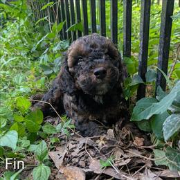 Fin - Black and tan male Cockapoo puppy in Sunset, Louisiana from Cano Cockapoos