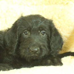 Rex - Black male Labradoodle puppy in Apache Junction, Arizona from Loving Doodle