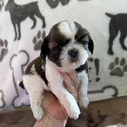 Fortune Crest -AKC Champion Bloodline - Gold and white male Shih Tzu puppy in Long Beach, California from Prieto Shih-Tzu's