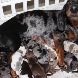 Black dapple boy - Dapple male Dachshund puppy in Stockton, California from Wiggles & Wags Dachshund's