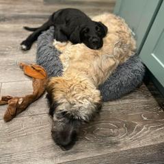 Saint Berdoodle Puppies from Brewer's Doodles