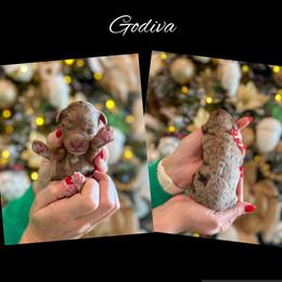 Godiva - Merle female Goldendoodle puppy in Gilbert, Arizona from Sunny Doodles