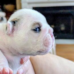 Brown Female - Red and white female Bulldog puppy in Forsyth, Georgia from Evangeline Bulldogs
