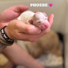 Phoebe - Parti female Goldendoodle puppy in Benton, Arkansas from Cozy Creek Doodles