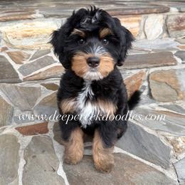 Bernedoodle Puppies from Deep Creek Doodles