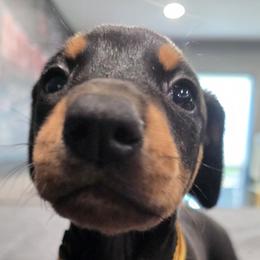 Yellow collar black female - Black and rust female Doberman Pinscher puppy in Houston, Texas from Draggin Dobermans & Great Danes
