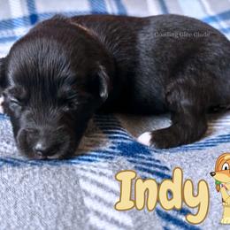 Indy - Black tri female Miniature American Shepherd puppy in Millington, Tennessee from Goading Glee Glade