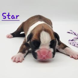 Star - Fawn female Boxer puppy in Lascassas, Tennessee from CC's Boston & Boxer Babies