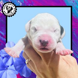 Girl 2 - female Dalmatian puppy in Morriston, Florida from OpalOnyx Dalmatians