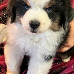 Miniature American Shepherd puppies from Poetry Poms