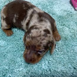 Puppy 18 AKC - Dapple male Dachshund puppy in Fayetteville, Pennsylvania from PA's Darling Doxies