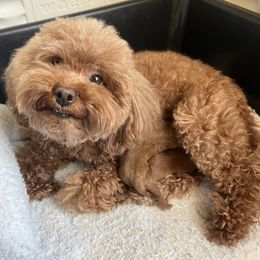 Cavapoo puppies from Dashing Dogs