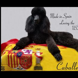 Edivette Caballero Oscuro - Poodle