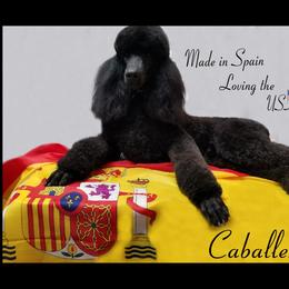 Edivette Caballero Oscuro - Poodle