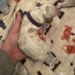 Purple Collar - Lemon and white female Basset Hound puppy in Callao, Virginia from Walk The Line Basset Hounds