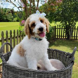 Poodles from Niki Roten