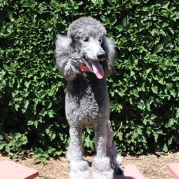 Poodles from Peyton Poodles