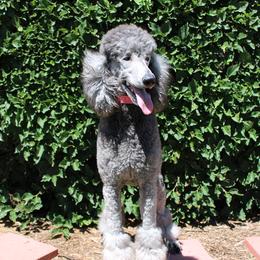 Poodles from Peyton Poodles