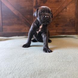 Cane Corso Puppies from Cowan Farms