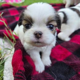 Jimbo - Black and white male Japanese Chin puppy in Mint Hill, North Carolina from Chincredible Puppies