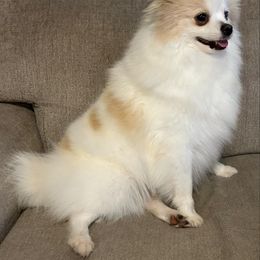 Feather - Pomeranian