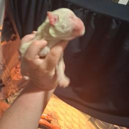 Boy 7 - White male Boxer puppy in Pikeville, Kentucky from Boxers of Whispered Wishes