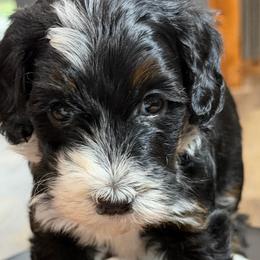 Reeses - Tri-color female Bernedoodle puppy in El Campo, Texas from Little Fur Friends Bernedoodles