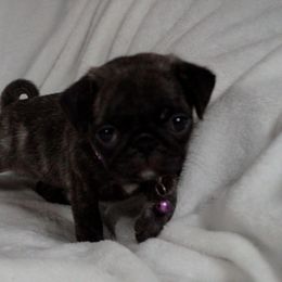 Pug Puppies from Pugs R 4 U in KY