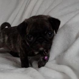 Pug Puppies from Pugs R 4 U in KY