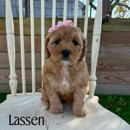 Lassen - Red female Australian Labradoodle puppy in Chelsea, Michigan from Michigan Labradoodles