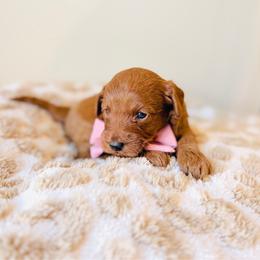 Apple - Red  female Goldendoodle puppy in Elizabethtown, Kentucky from Reddy Poodles & Doodles