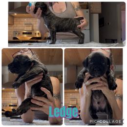 Turquoise collar Ledge - Chestnut brindle male Cane Corso puppy in Scott County, Tennessee from Nuovo Inizi Kennels