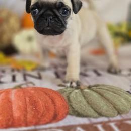 Eileen - Fawn female Pug puppy in Arthur, Illinois from Perfect Pugs