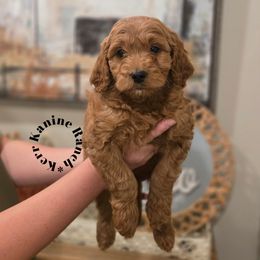 Violet- Purple collar - Red  female Goldendoodle puppy in Ashton, Idaho from Kerr Kanine Ranch