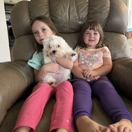 Maltipoo Puppies from Grassy Meadow Pups