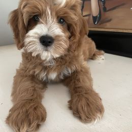 Goldendoodle Puppies from Deerly Doodles