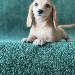 Ember - Red female Dachshund puppy in Pflugerville, Texas from Dream A Dream Dachshunds