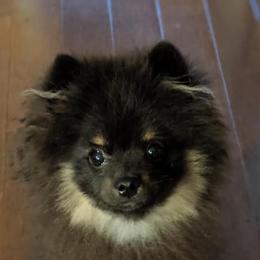 Pomeranians and Shih Tzus from Sweet Success