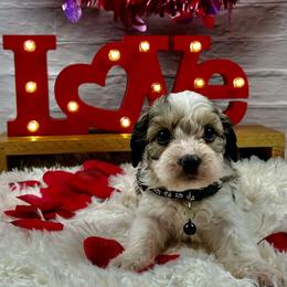 Aspen - Tri-color male Cavapoo puppy in Lancaster, Missouri from Cavapoo Acres