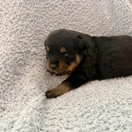 Stormi - Black and mahogany female Rottweiler puppy in Parker, Colorado from Denver Rottweilers