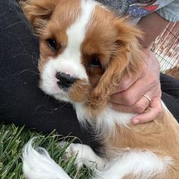Stitch - Blenheim male Cavalier King Charles Spaniel puppy in Tooele, Utah from Ikkes Cavaliers MRI cavaliers in Utah