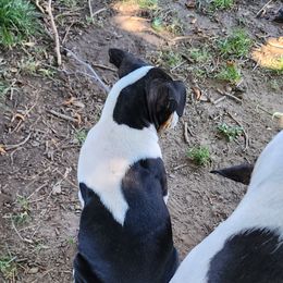 Rat Terrier Puppies from KIMBERLEE NILES