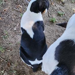 Rat Terrier Puppies from KIMBERLEE NILES