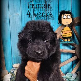Marcie - Black female German Shepherd puppy in Sequim, Washington from German Shepherd Haus