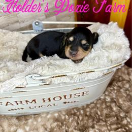 Magnolia - Black and cream female Dachshund puppy in Atwood, Oklahoma from Holder’s Doxie Farm