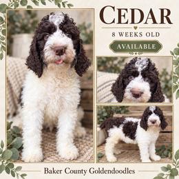Cedar - Parti male Goldendoodle puppy in Macclenny, Florida from Baker County Goldendoodles