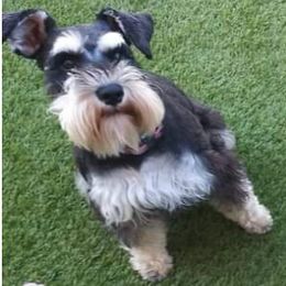 Miniature Schnauzers from Joloschnauzers