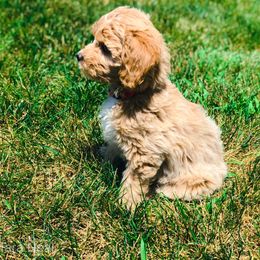 Goldendoodle Puppies from Coal Country Doodles